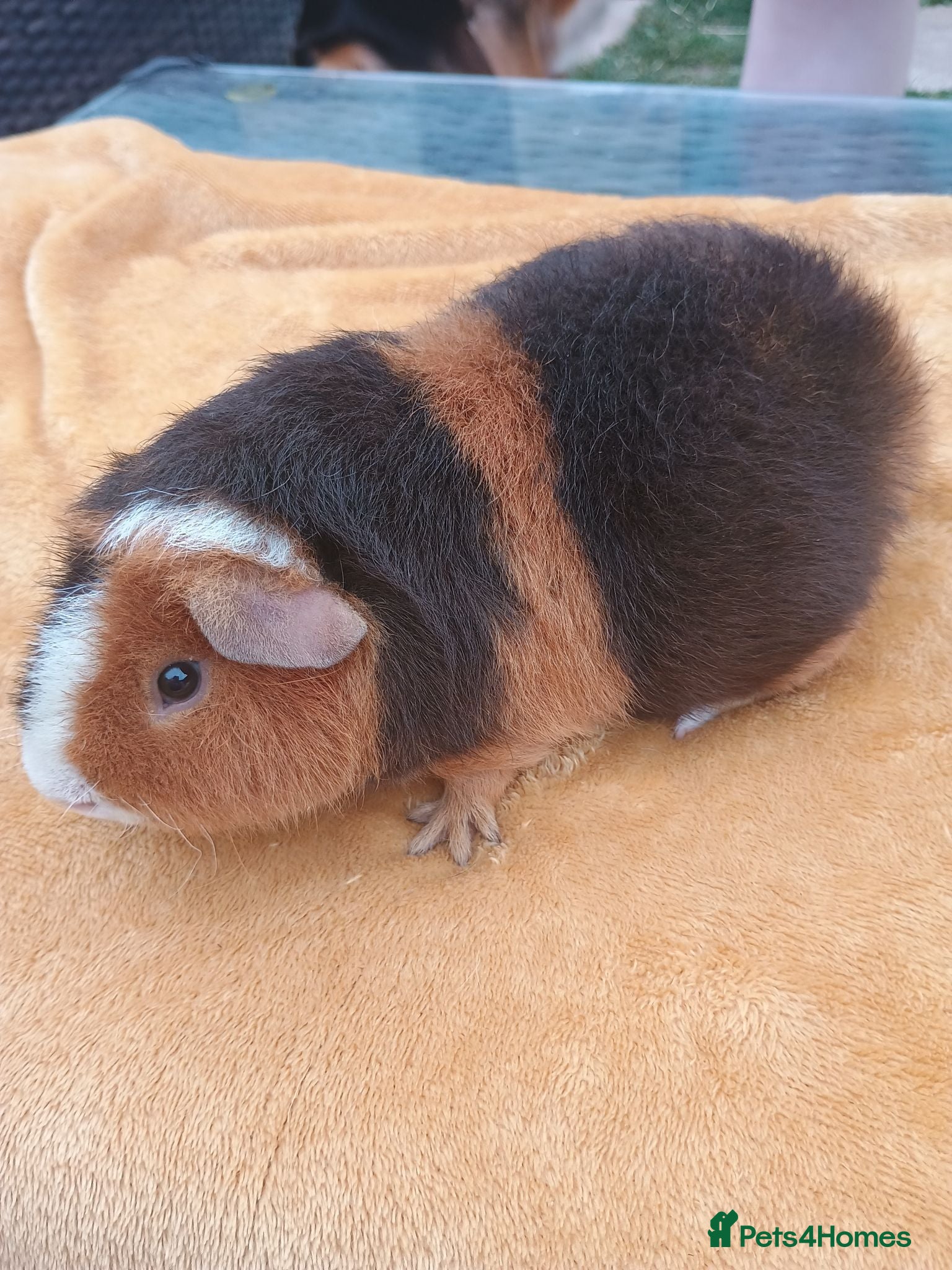 Guinea Pig rodents Teddy baby  - Advert 2