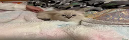 Ragdoll cats for sale: Beautiful Ragdoll x Bengal kittens - Advert 3