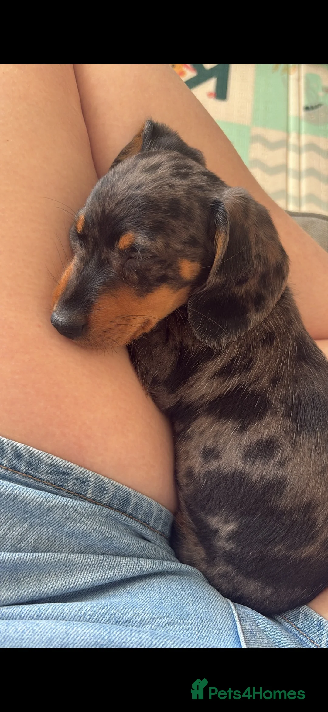 Miniature Dachshund dogs for stud: Dapple miniature dachshund  - Advert 6