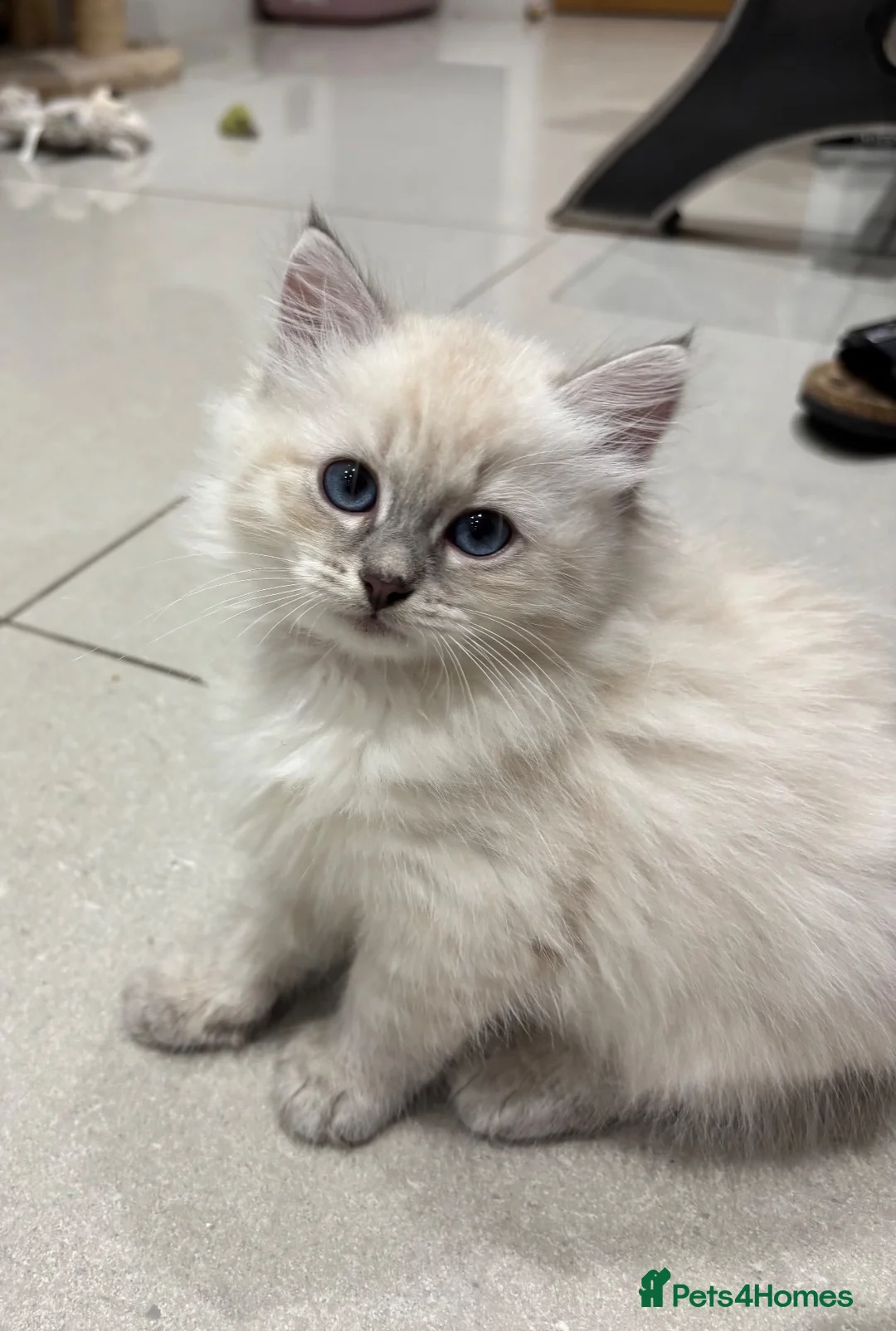 Siberian cats for sale: Registered Siberian kitttens - Advert 1