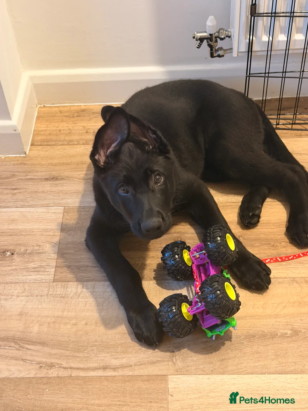 German Shepherd dogs for sale: 13 week male German shepherd  - Advert 2