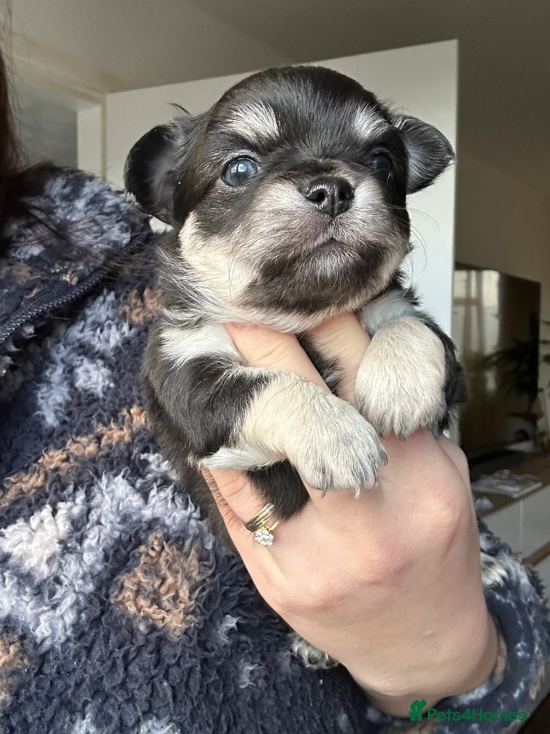 Chihuahua dogs for sale: 🥰Gorgeous Long-Coat chihuahua puppies  - Advert 7