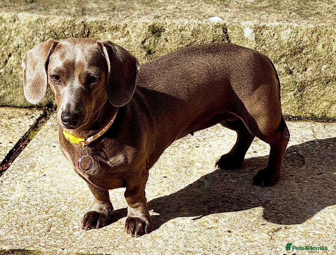 Miniature Dachshund dogs for sale: True 1 year old Miniature Dachshund Nellie - Advert 5