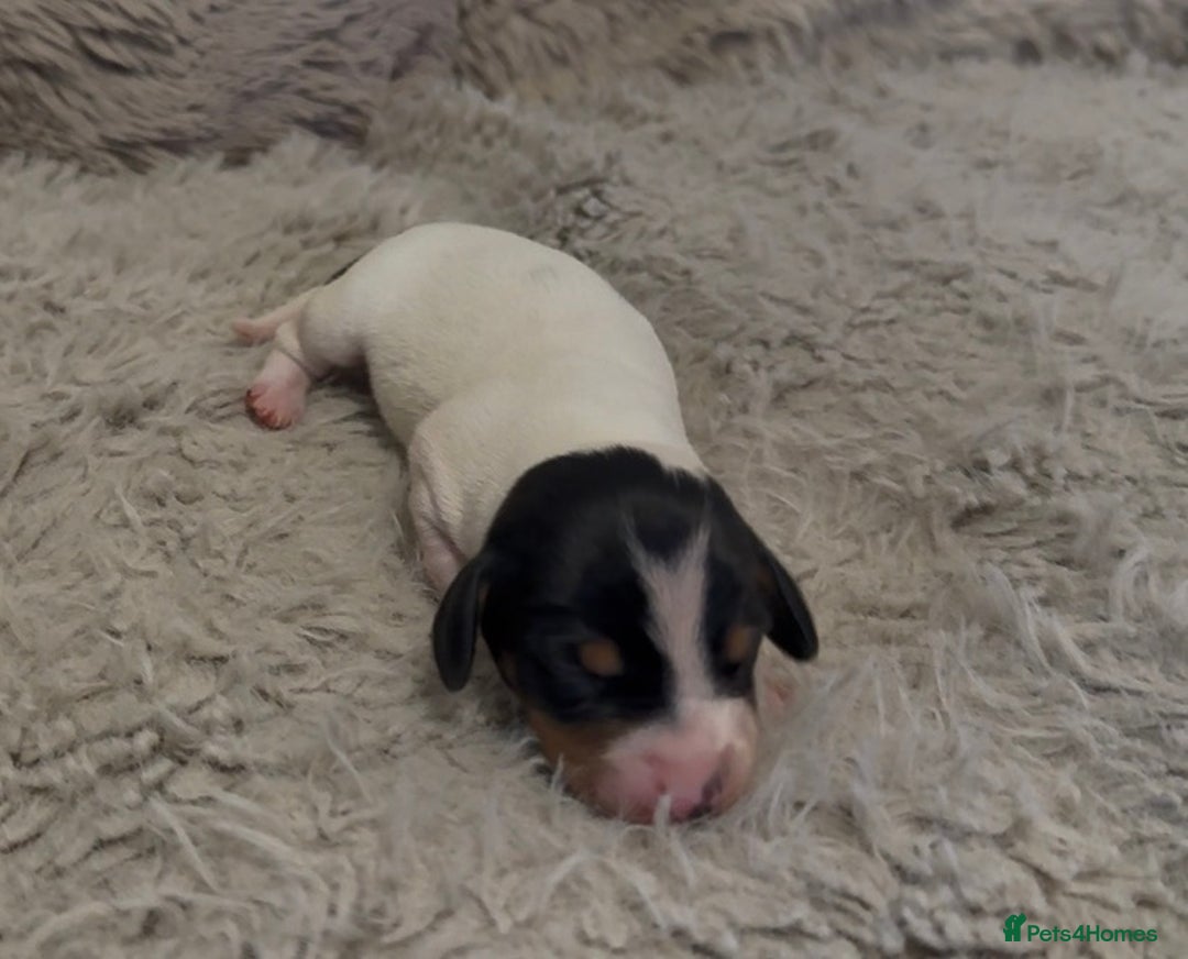 Miniature Dachshund dogs for sale: Beutiful mini dachshund pups  - Advert 5