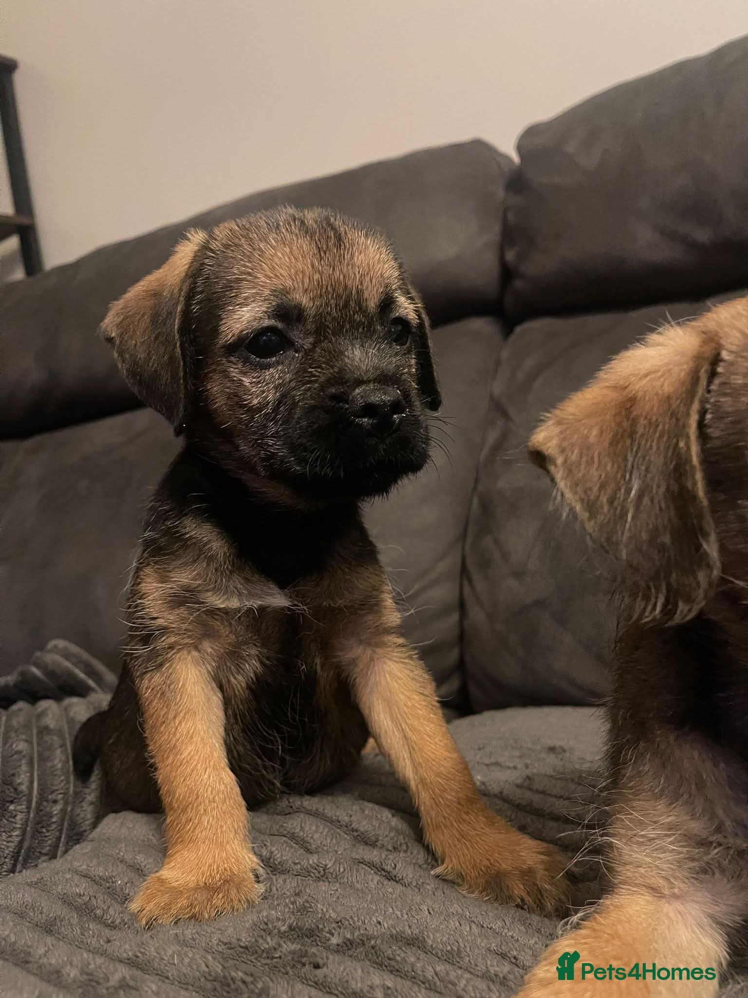 Border Terrier dogs Border Terrier Puppies (KC Registered)  - Advert 1