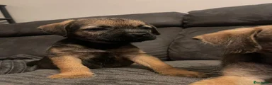Border Terrier 1