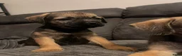 Border Terrier dogs for sale: Border Terrier Puppies (KC Registered)  in Pontypool - Advert 1