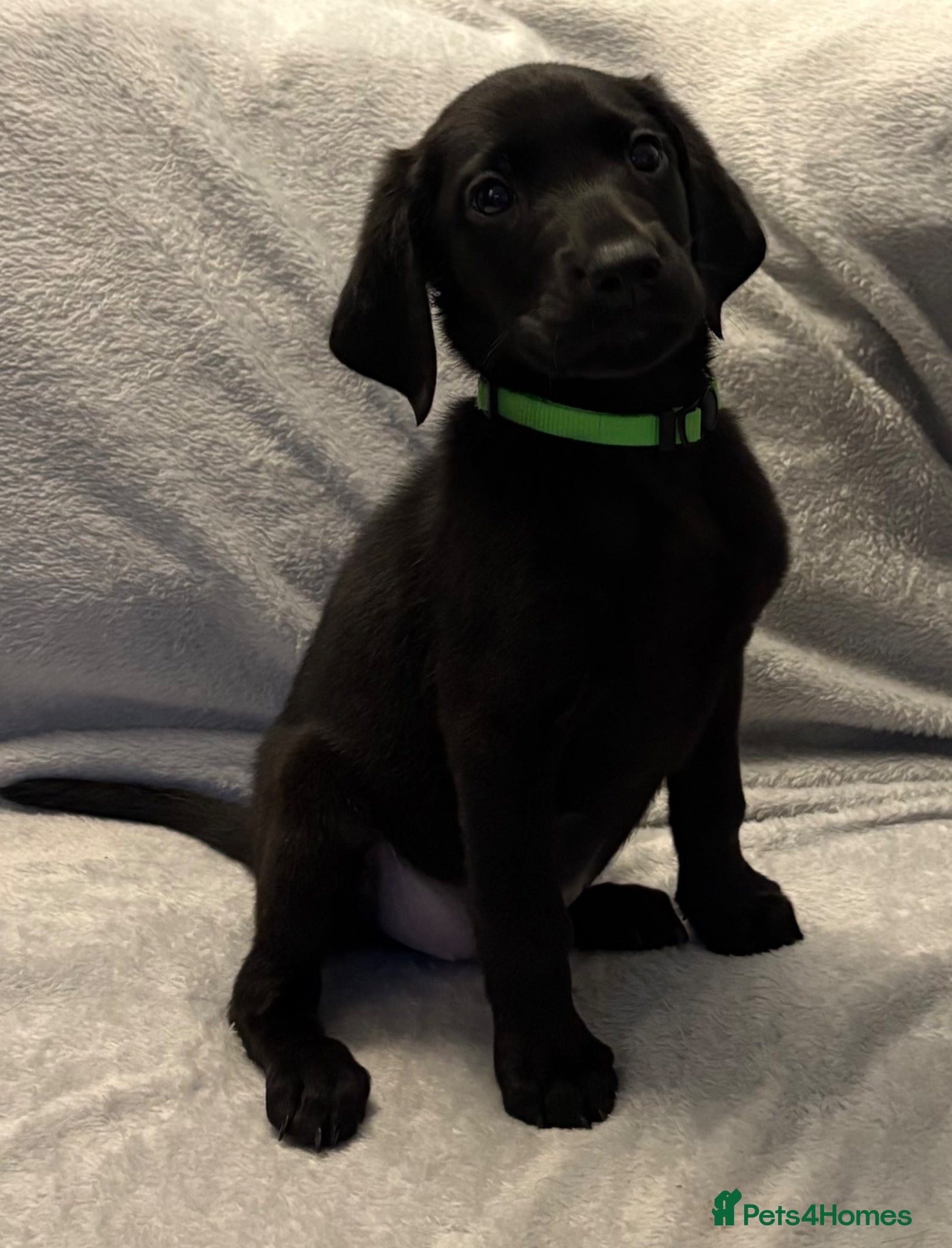 Labrador Retriever dogs Labrador retriever puppies - Advert 11