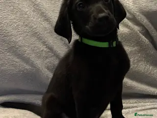 Labrador Retriever dogs Only green collar left Labrador retriever puppies - Advert 16