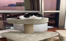 Mixed Breed cats for adoption: SUSHI GIRL MIX PERSIAN PERFECT HEALTH AFFECTIONAT - Image 3