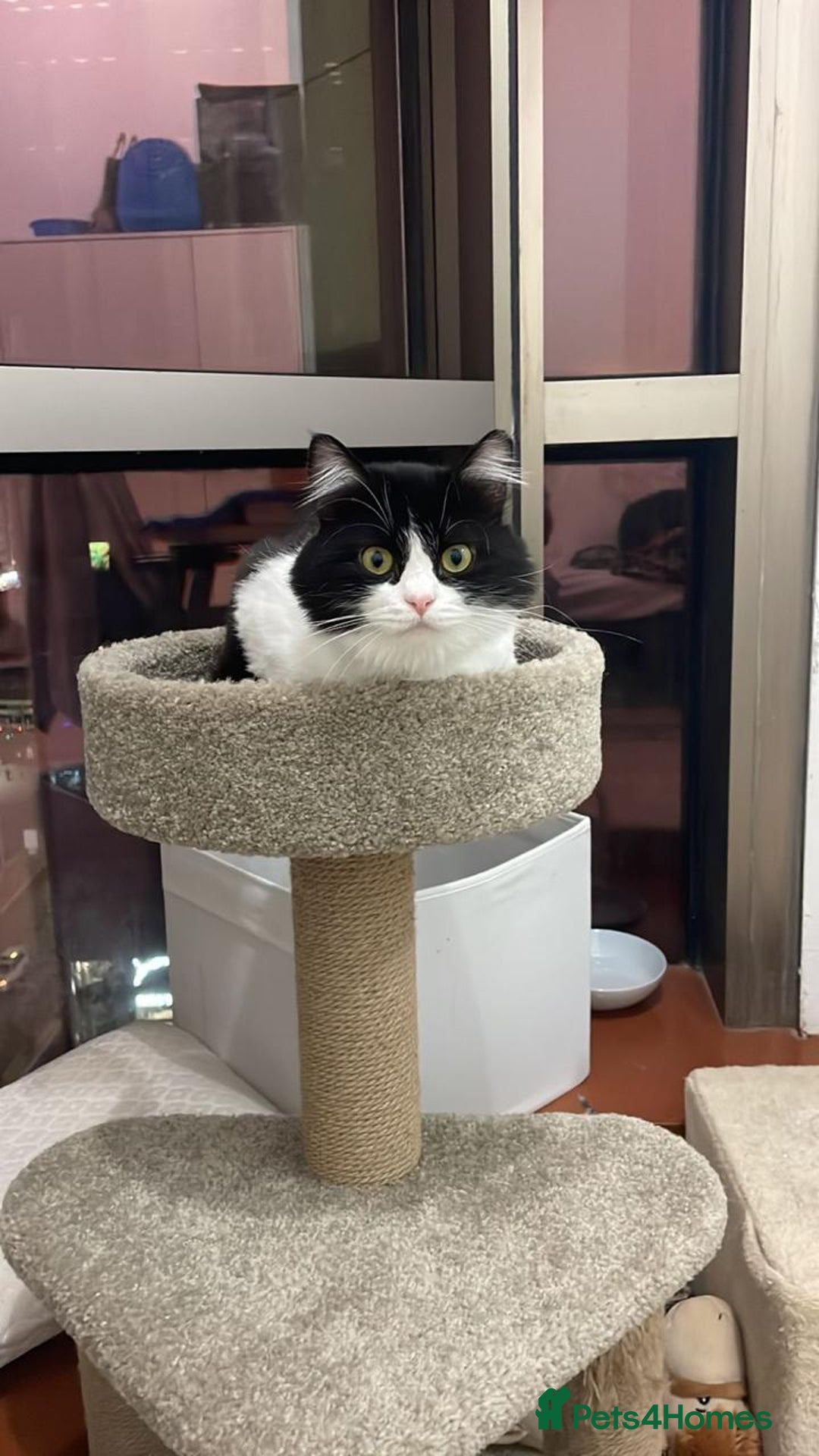 Mixed Breed cats for adoption: SUSHI GIRL MIX PERSIAN PERFECT HEALTH AFFECTIONAT - Image 3