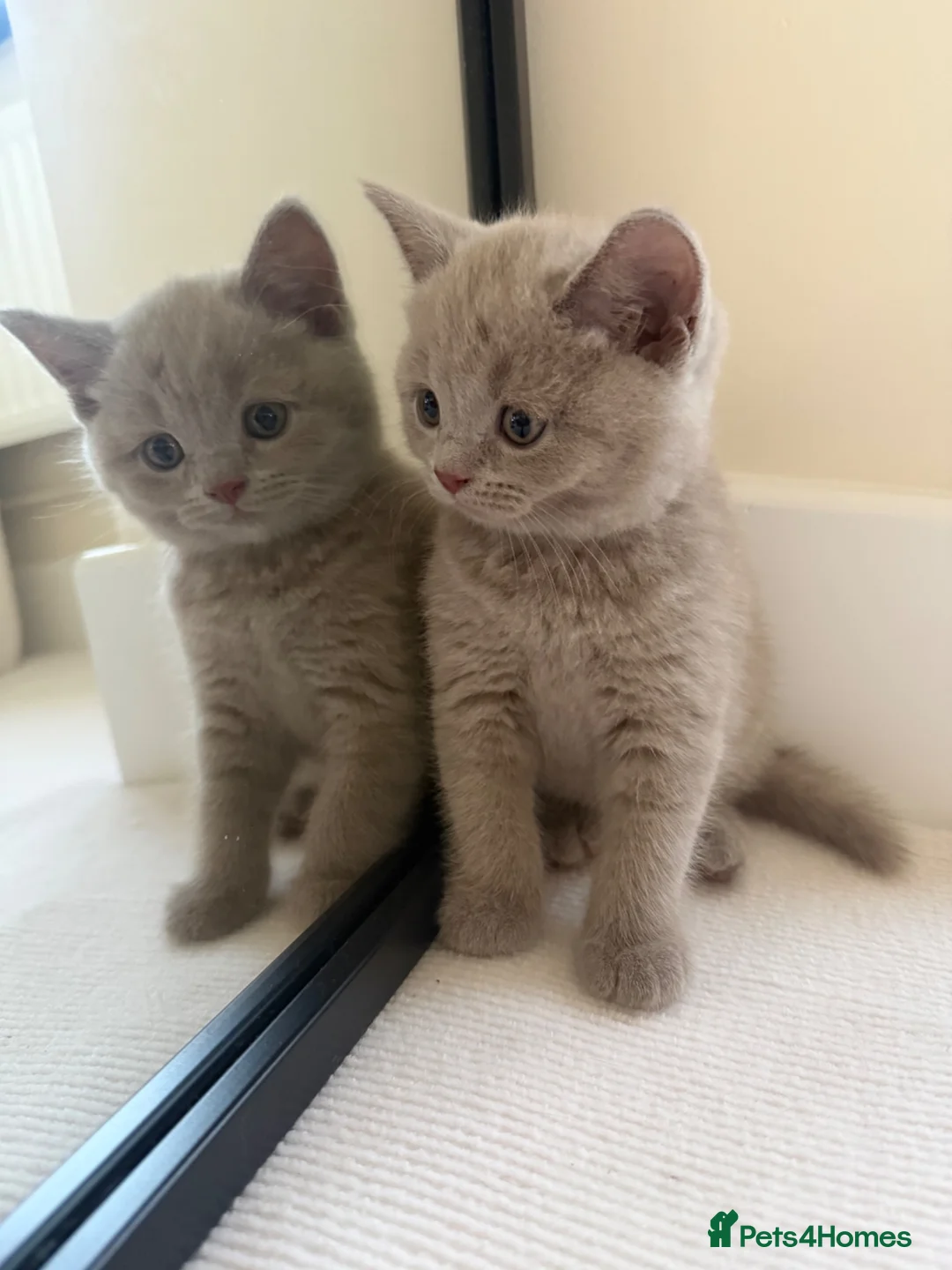 British Shorthair cats for sale: Baby Kittens British Shorthair in Gravesend - Advert 2
