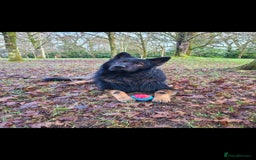 German Shepherd dogs for stud: Dark Sable German Shepherd - Image 1