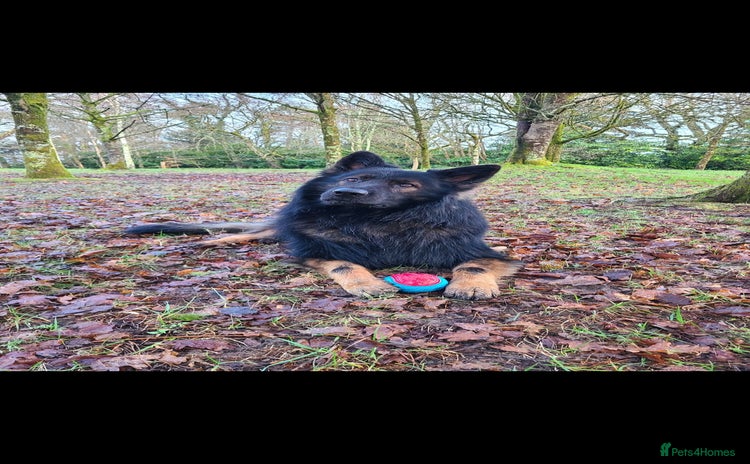 German Shepherd dogs - Advert 8