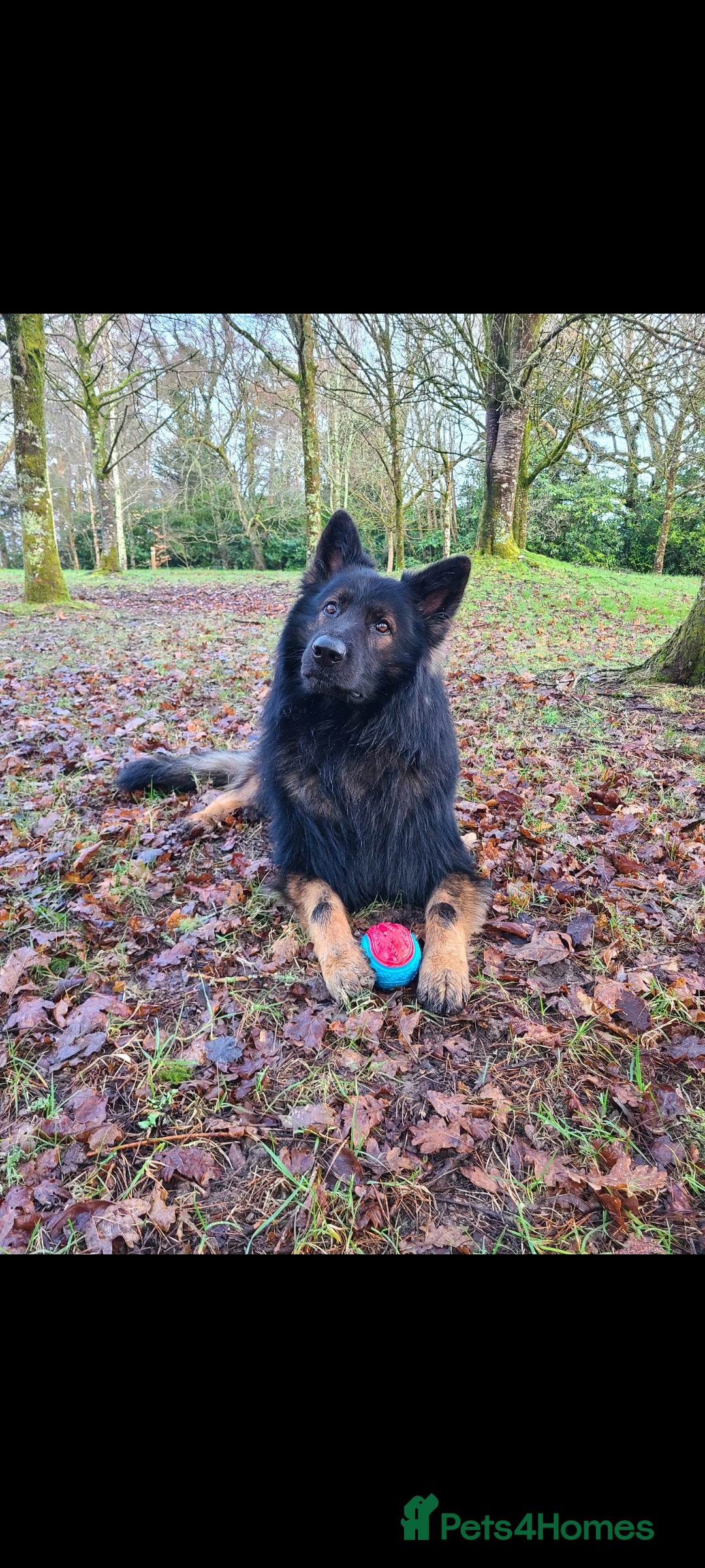 German Shepherd dogs for stud: Dark Sable German Shepherd - Image 1