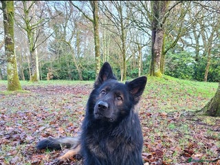 German Shepherd dogs - Advert 4