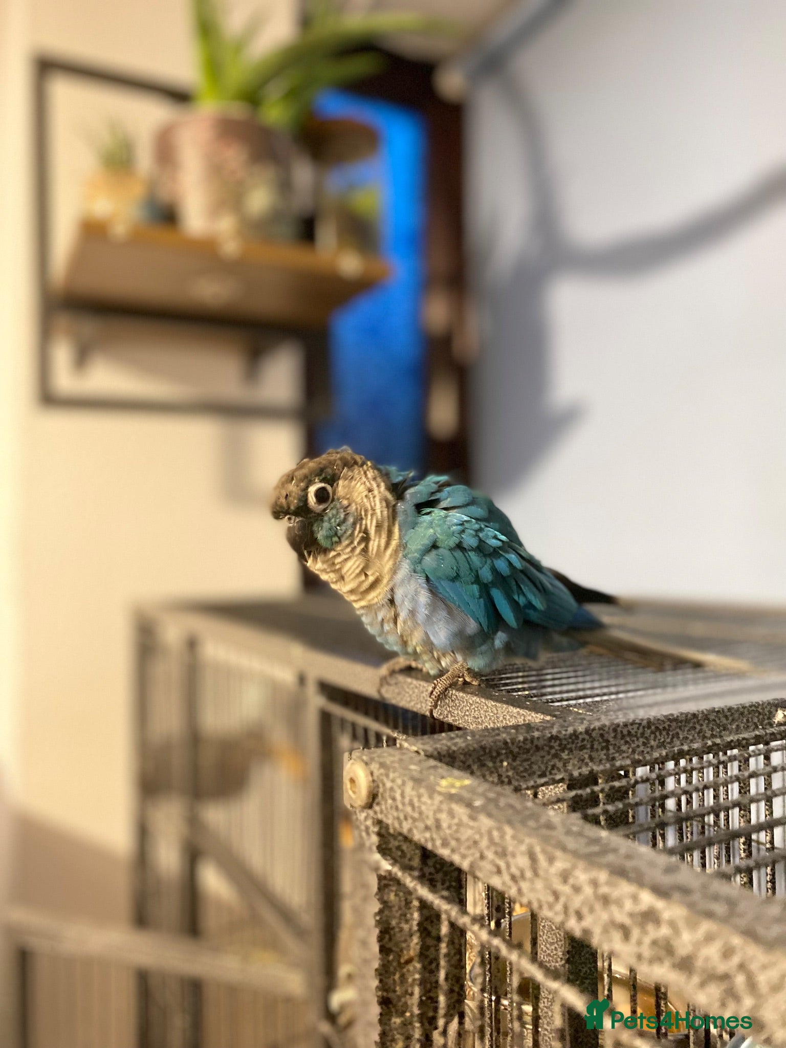 Conures birds 2 female conures looking for a loving home  - Advert 1