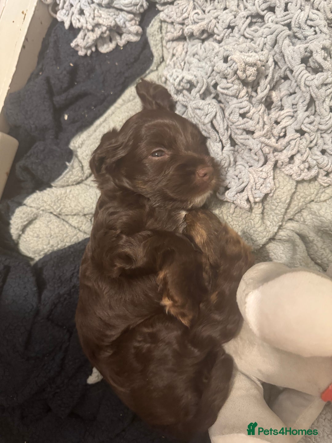 Cockapoo dogs for sale: F1b cockpoo puppies looking for forever homes.  - Advert 16