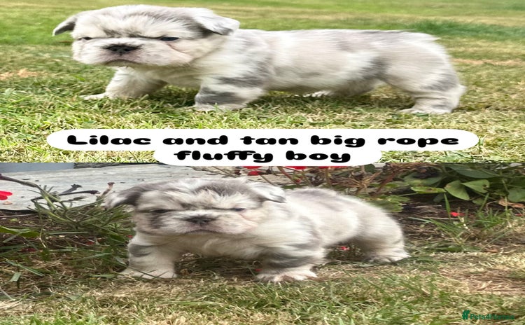 French Bulldog dogs - Advert 15