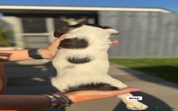 English Springer Spaniel dogs for sale: ✨ Working English Springer Spaniel Puppies ✨ - Image 17