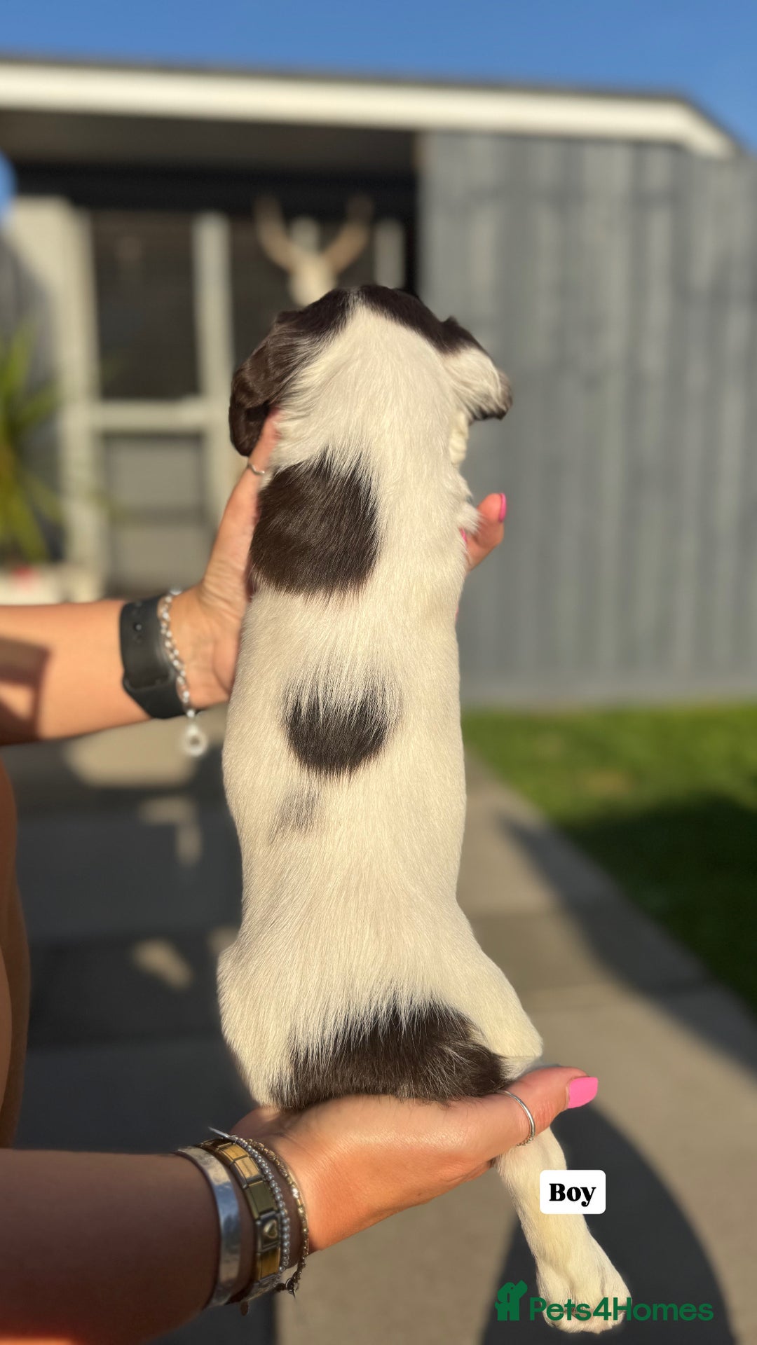 English Springer Spaniel dogs for sale: ✨ Working English Springer Spaniel Puppies ✨ - Image 17