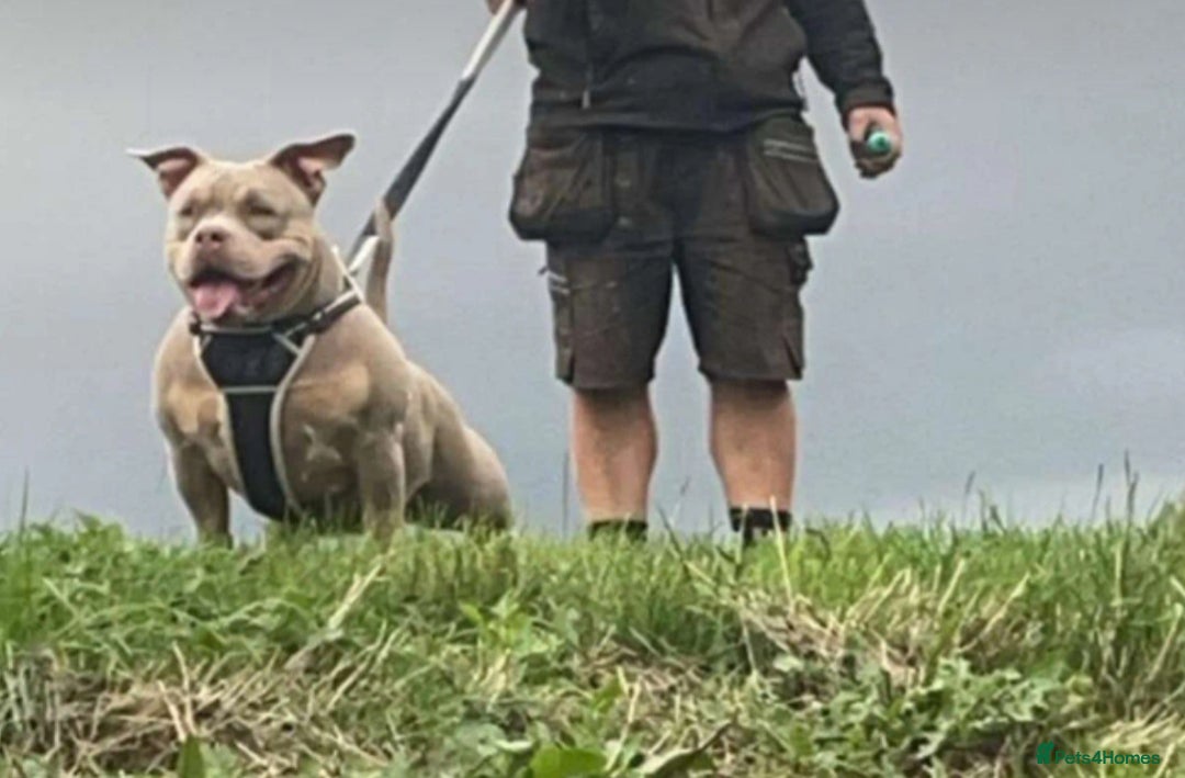 American Bully dogs for sale: ABKC POCKET BULLY LILAC TRI 2PAC DAUGHTER 🤠 LINES - Advert 3