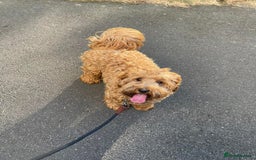 Cockapoo dogs for sale: Beautiful miniature cockapoo pups  - Image 7