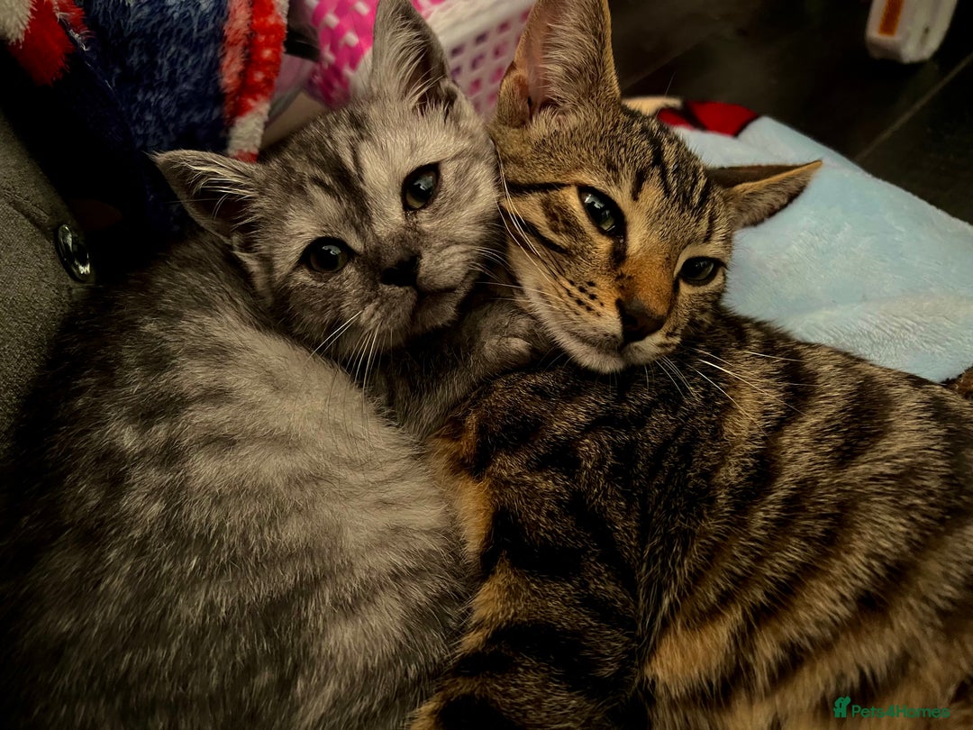 Maine Coon cats for sale: Beautiful cats looking for forever homes - Image 20