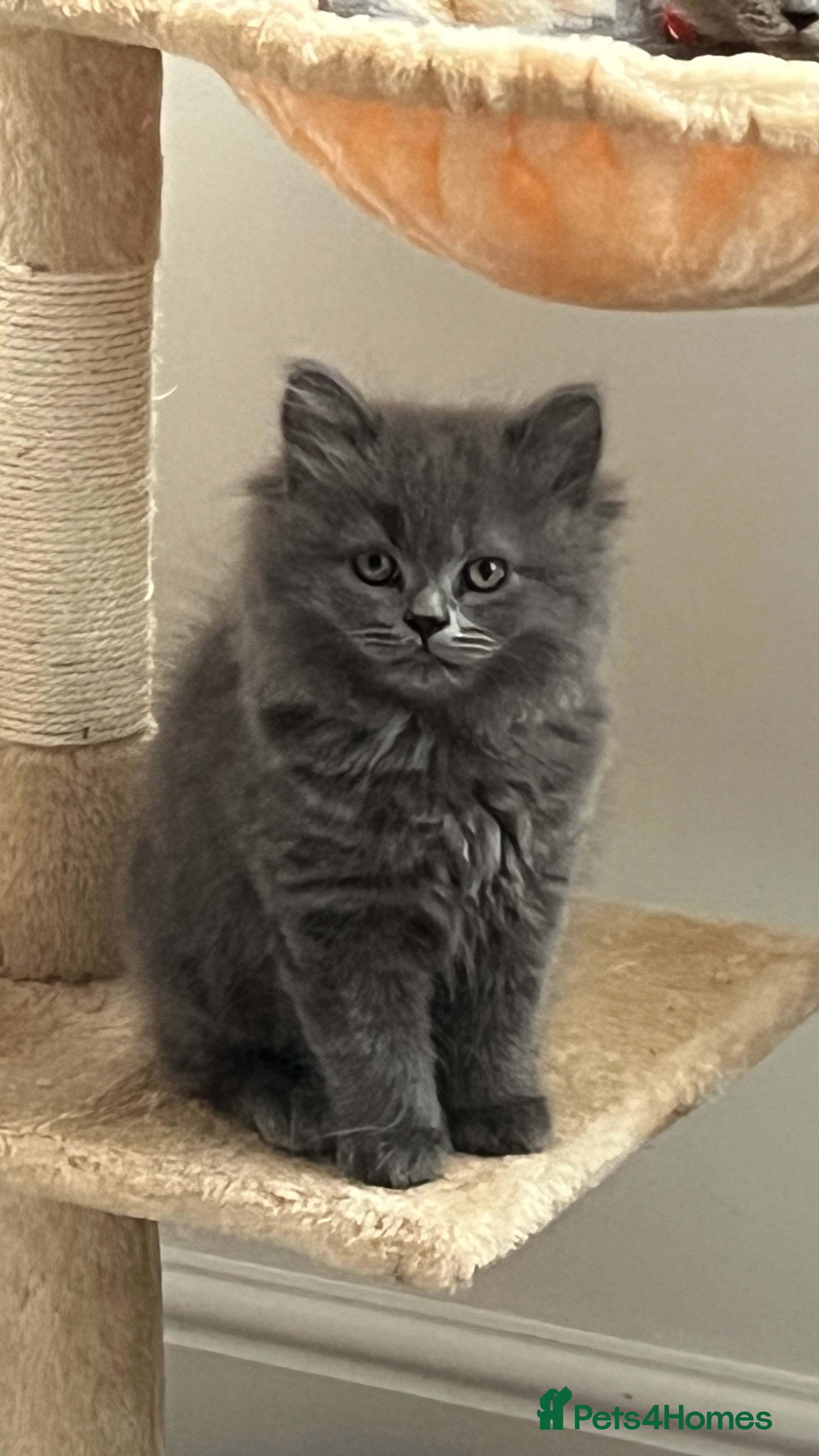 Scottish Fold cats Lovely Scottish fold kittens  - Advert 1