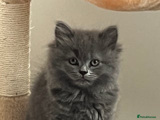 Scottish Fold cats Lovely Scottish fold kittens - Advert 1