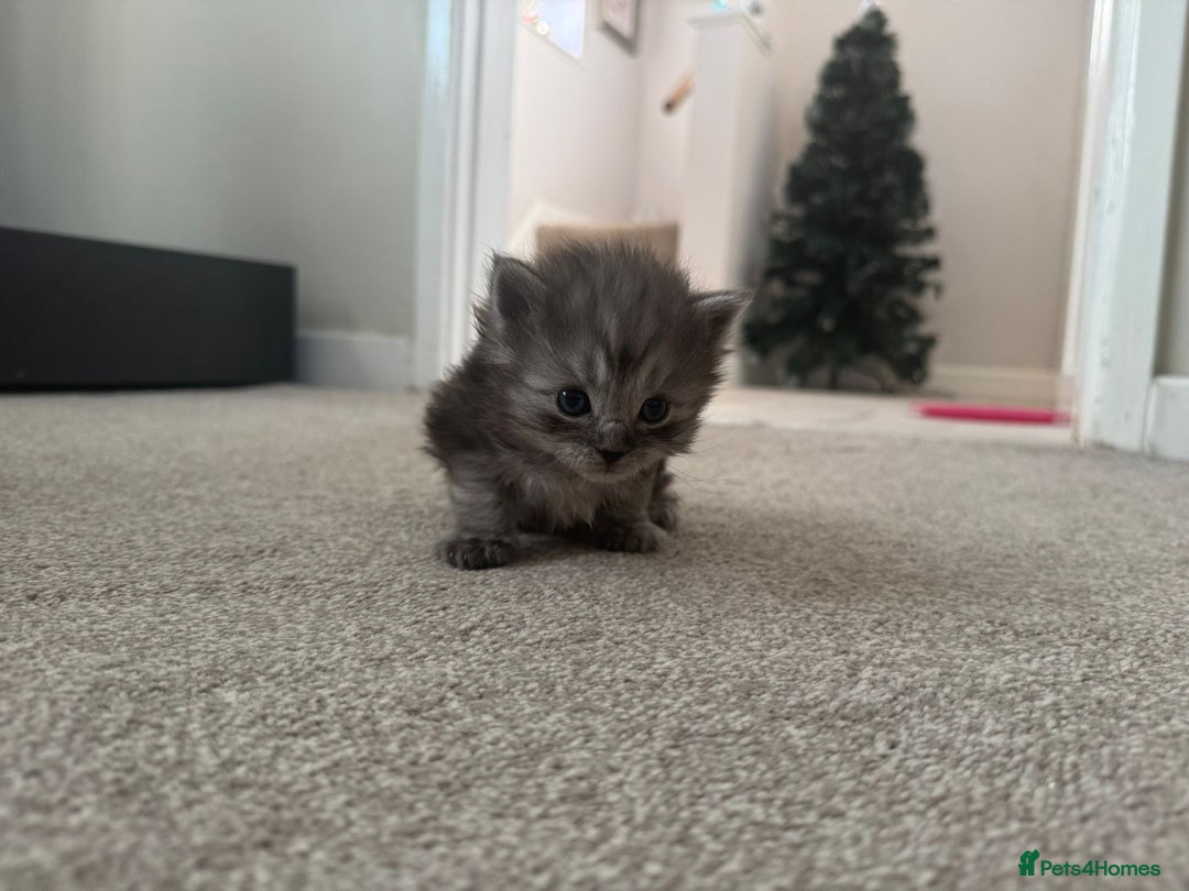 Ragcoon cats for sale: BEAUTIFUL RAGCOONS - Advert 16