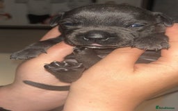 Staffordshire Bull Terrier dogs for sale: Beautiful blue staff puppies  - Image 7