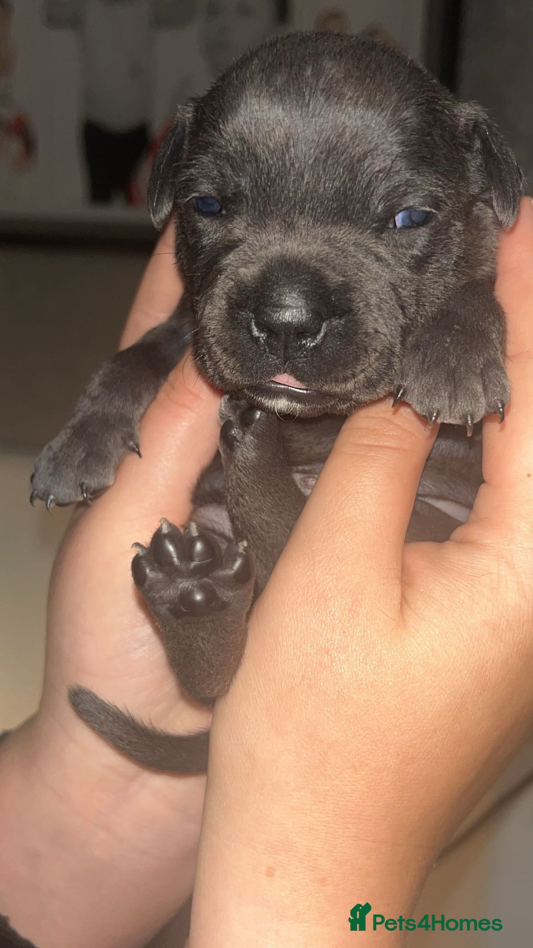 Staffordshire Bull Terrier dogs for sale: Beautiful blue staff puppies  - Image 7