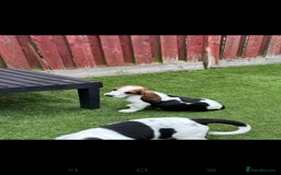 Basset Hound dogs for sale: Bassett Hound Puppies for Sale - Image 30