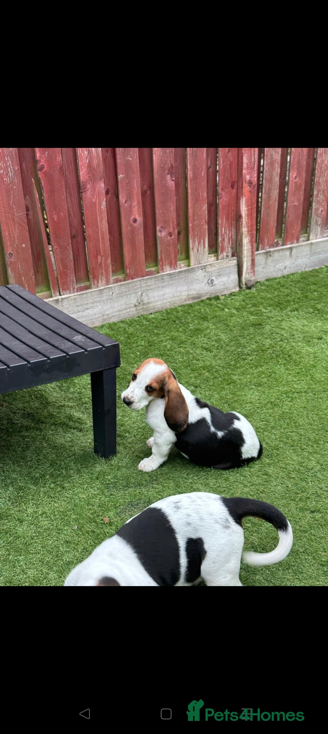 Basset Hound dogs for sale: Bassett Hound Puppies for Sale - Image 30