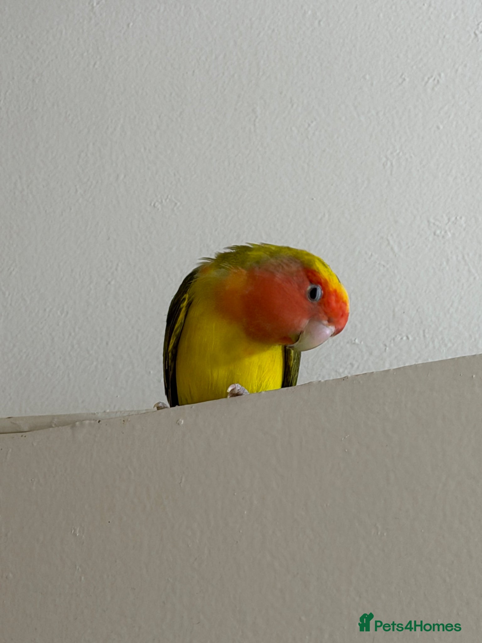 Lovebirds birds Bonded Pair of Lovebirds Looking for Loving Home - Advert 2