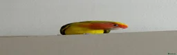 Lovebirds birds for sale: Bonded Pair of Lovebirds Looking for Loving Home - Advert 2