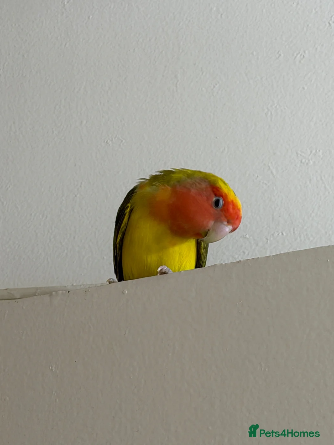 Lovebirds birds for sale: Bonded Pair of Lovebirds Looking for Loving Home - Advert 2