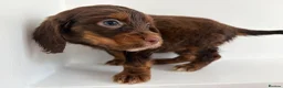 Cocker Spaniel dogs for sale: Cocker spaniel supplies for sale - Advert 2