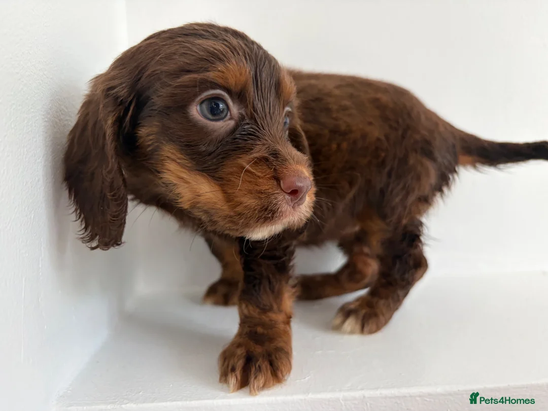 Cocker Spaniel dogs for sale: Cocker spaniel supplies for sale - Advert 2