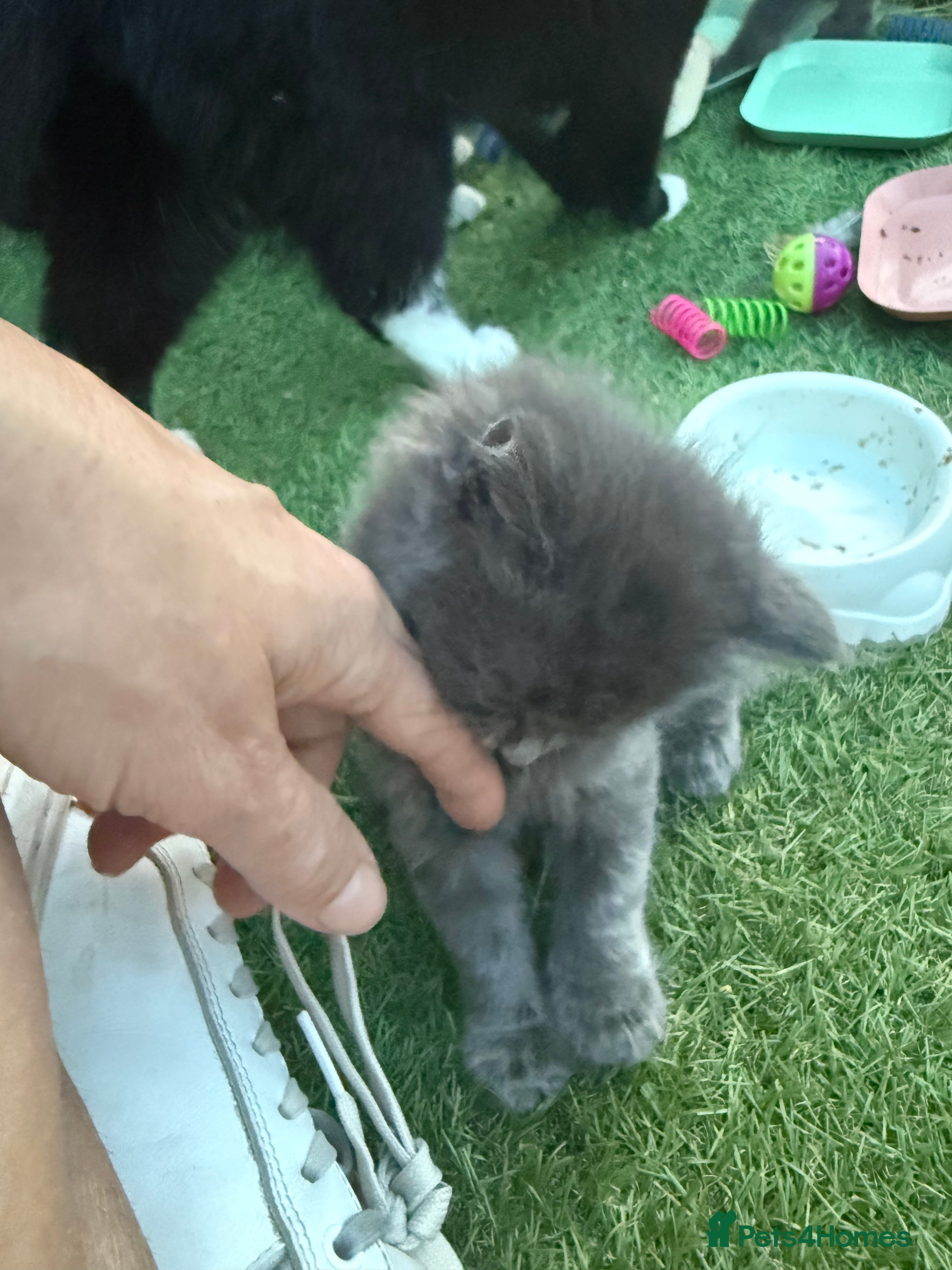 Mixed Breed cats Gorgeous Grey / Blue Girls  - Advert 2