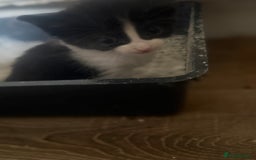 Mixed Breed cats for sale: 6 kittens all different colours  - Image 10