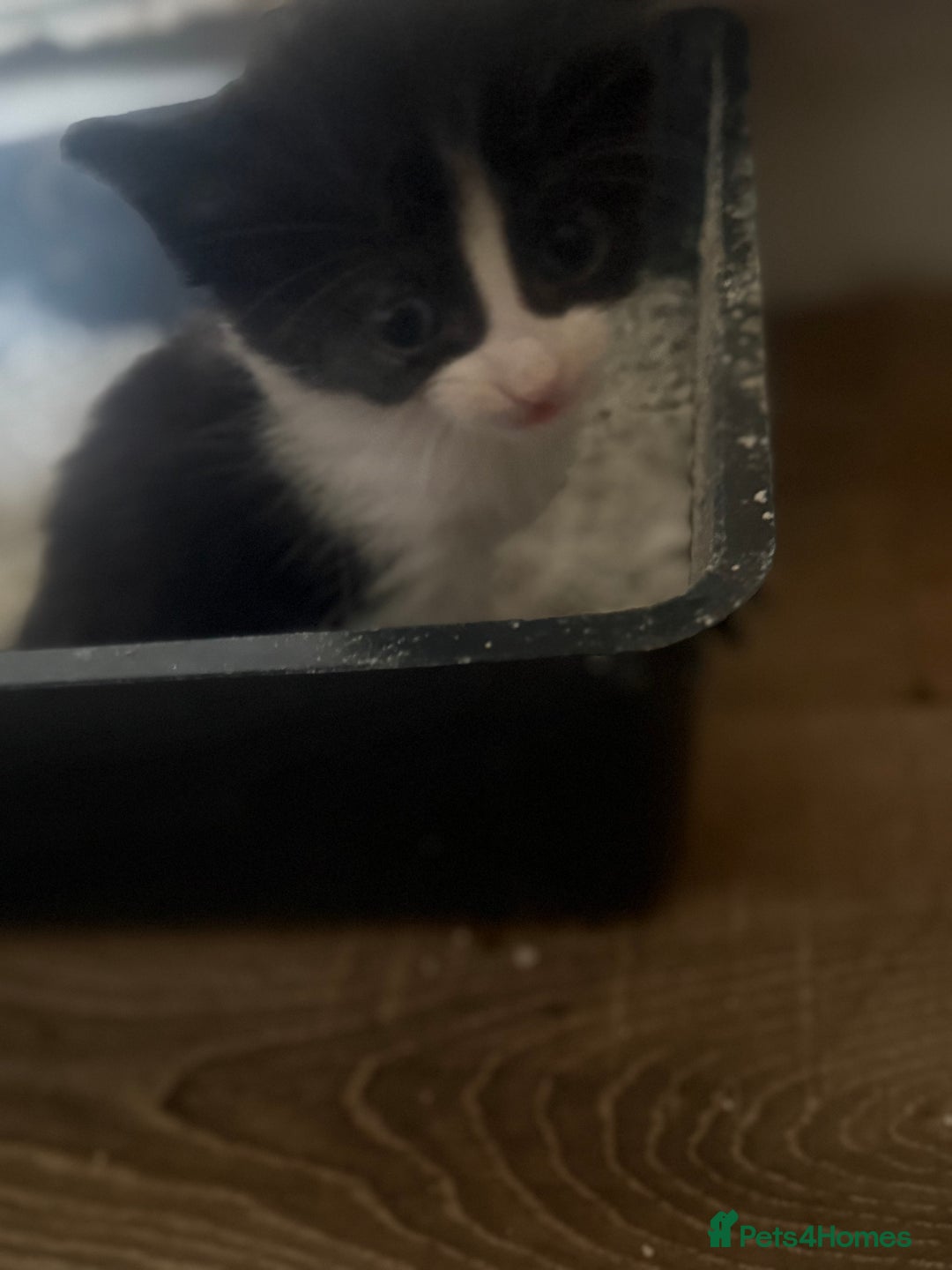 Mixed Breed cats for sale: 6 kittens all different colours  - Image 10