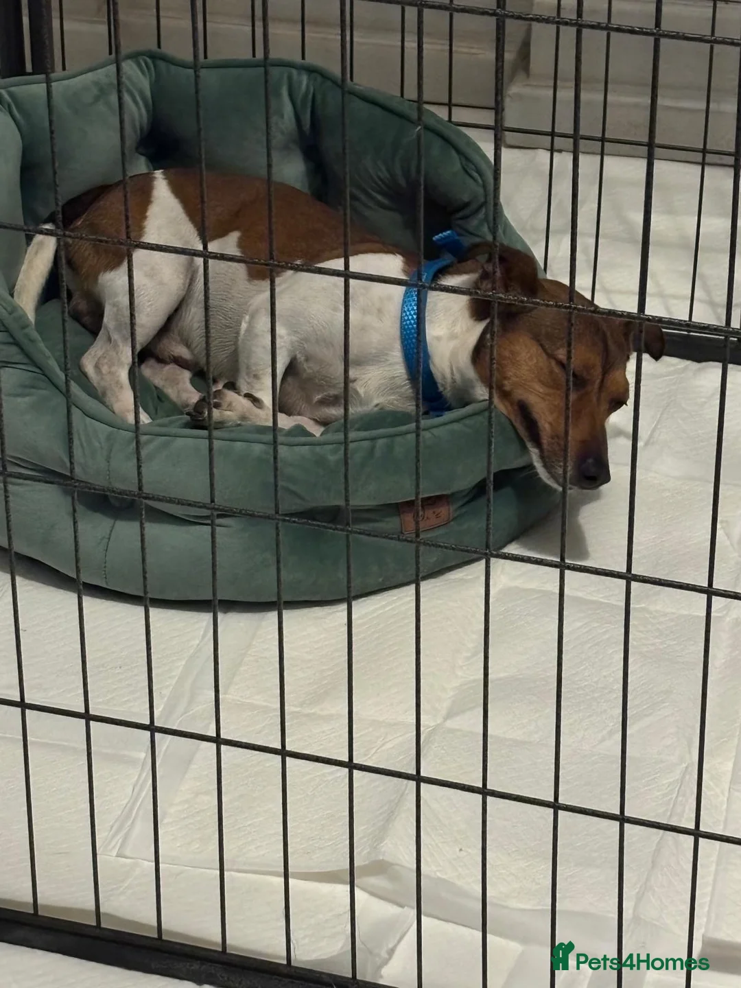 Jack Russell dogs for sale: Jack Russell for Rehoming  - Advert 4