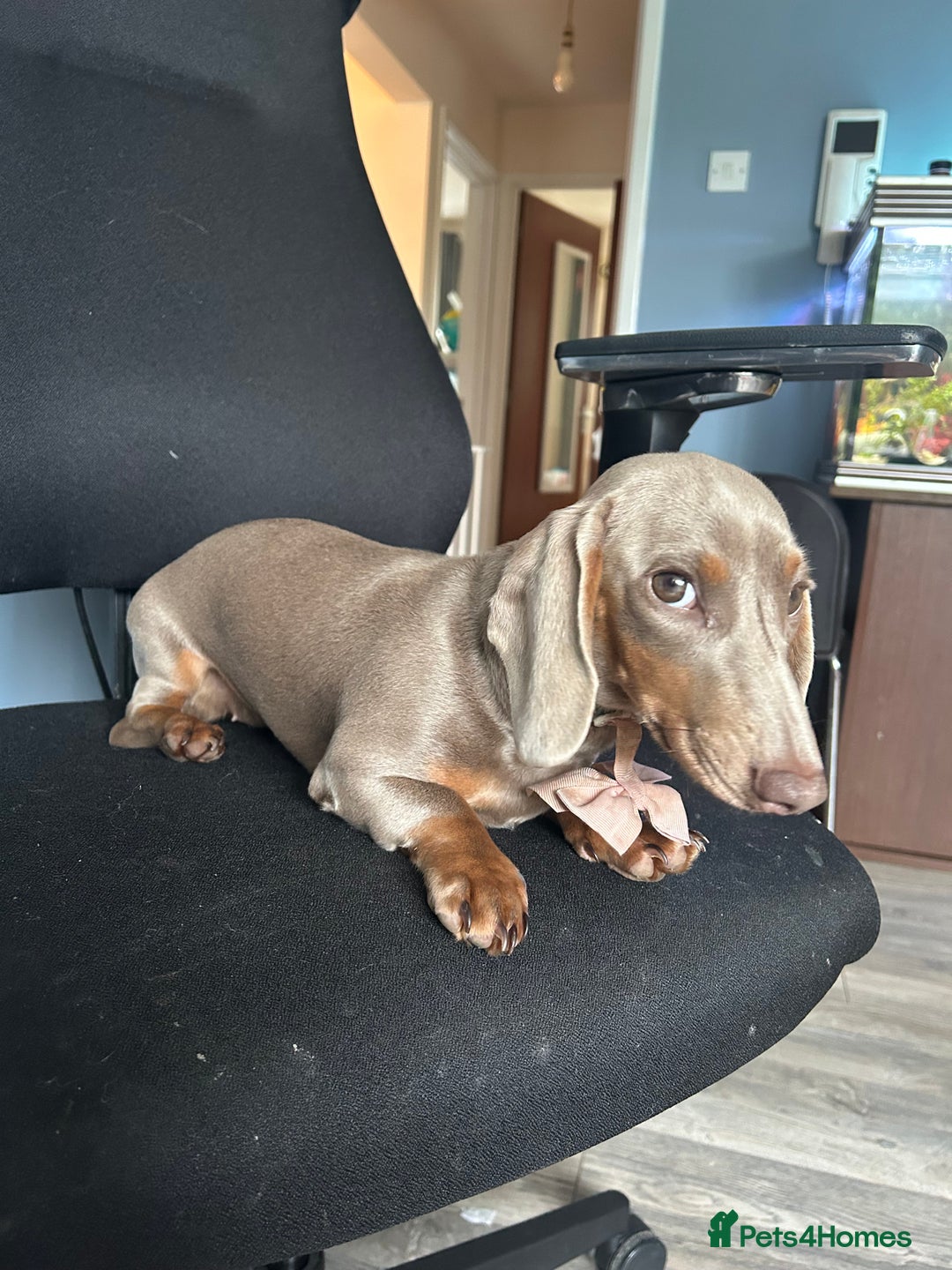 Dachshund dogs for sale: Mini dachshund - Image 4