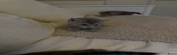 Scottish Fold cats for sale: Scottish fold / Straight kittens  in Nottingham - Advert 4
