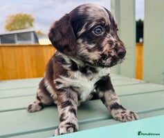 Labradoodle dogs - Advert 4