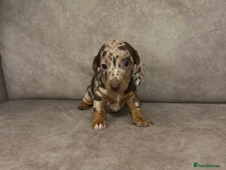 Miniature Dachshund dogs Rainbow minture Dashounds - Advert 17