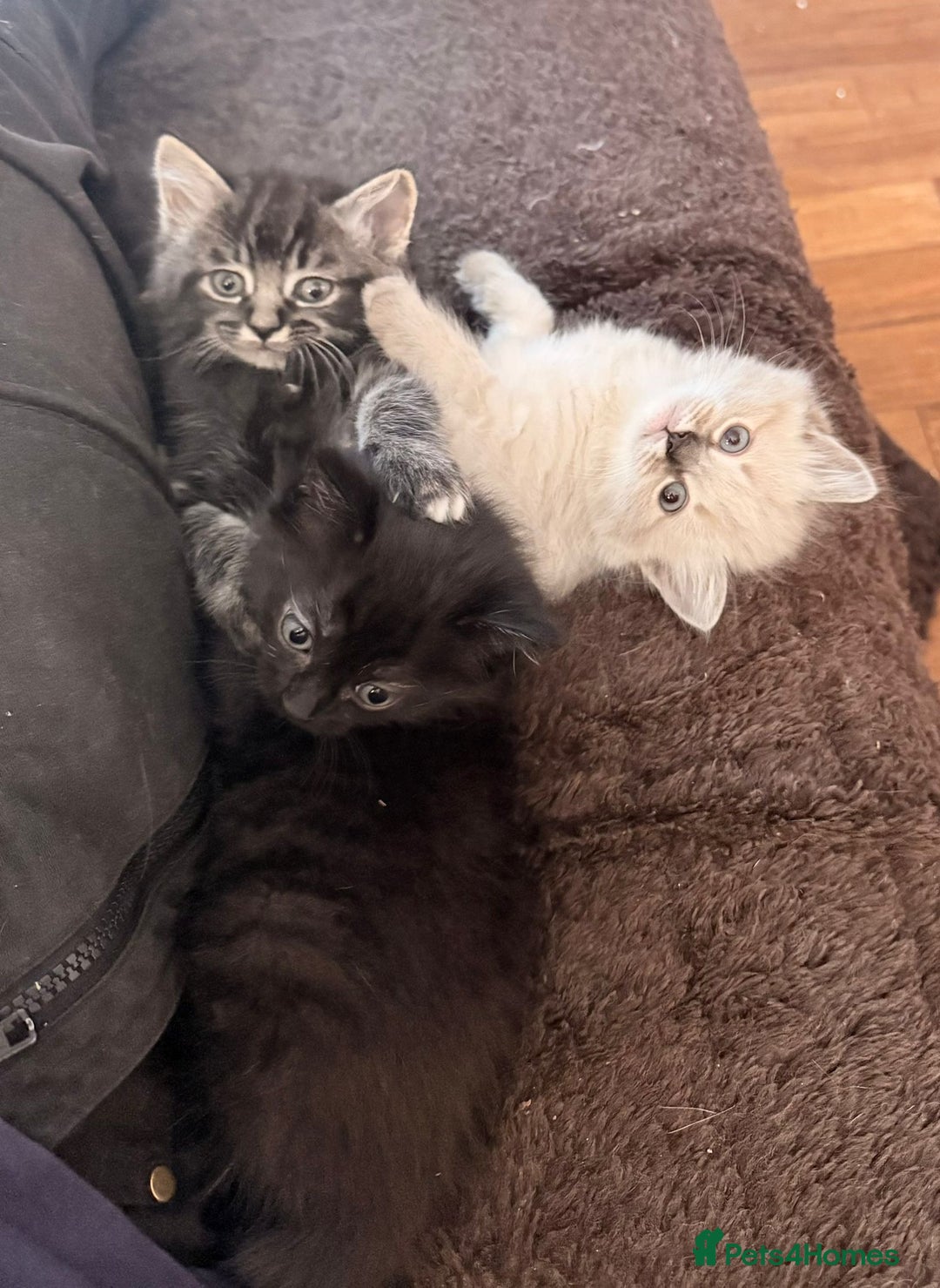 Mixed Breed cats for sale: 4 beautyful ragdoll cross kittens - Image 4