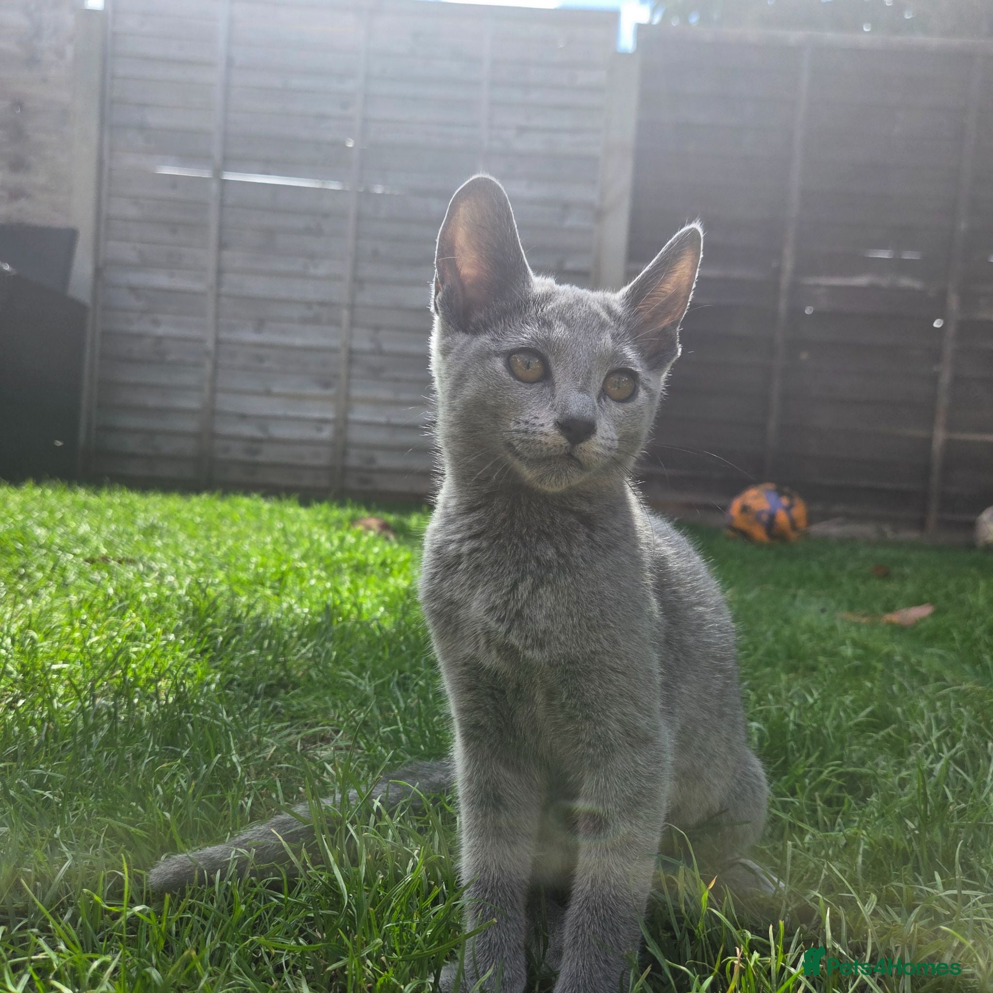 Russian Blue cats 💥PRICE REDUCED – Russian Blue, TICA - Advert 3